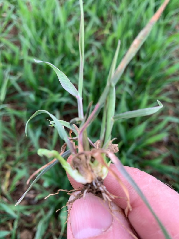 AFS mit frischen Wurzeln.JPG