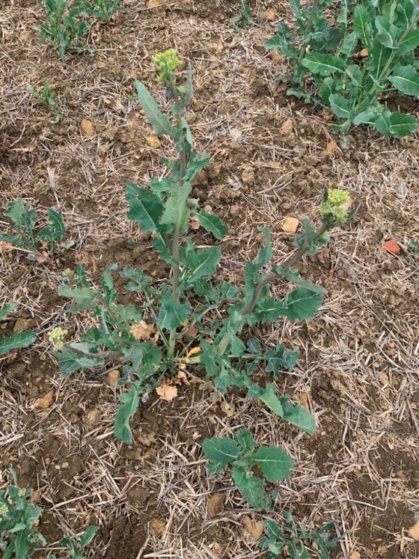 Grubber-Raps Schädlingsbefall.JPG