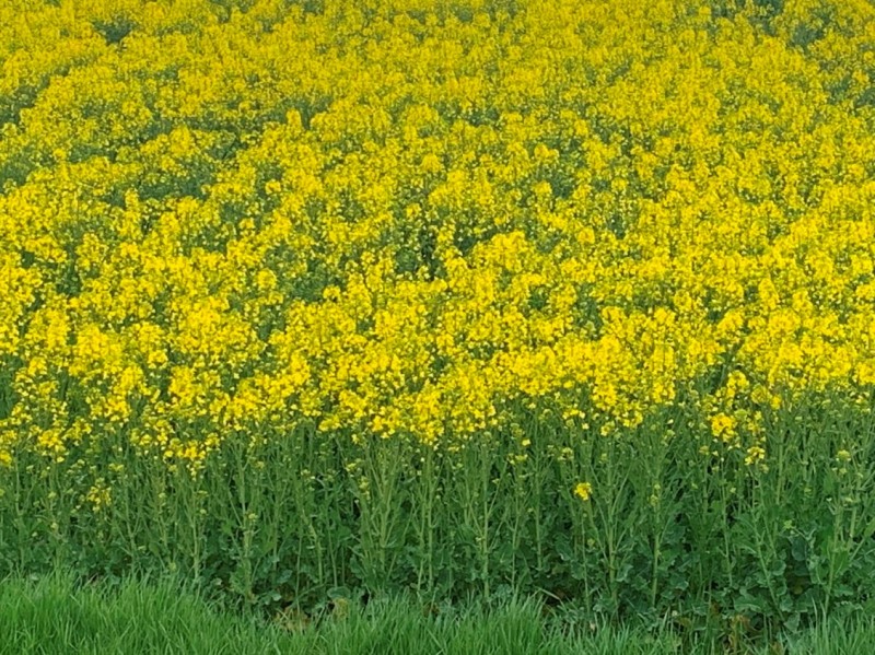 Winis  Arabella Pflug-Raps.JPG