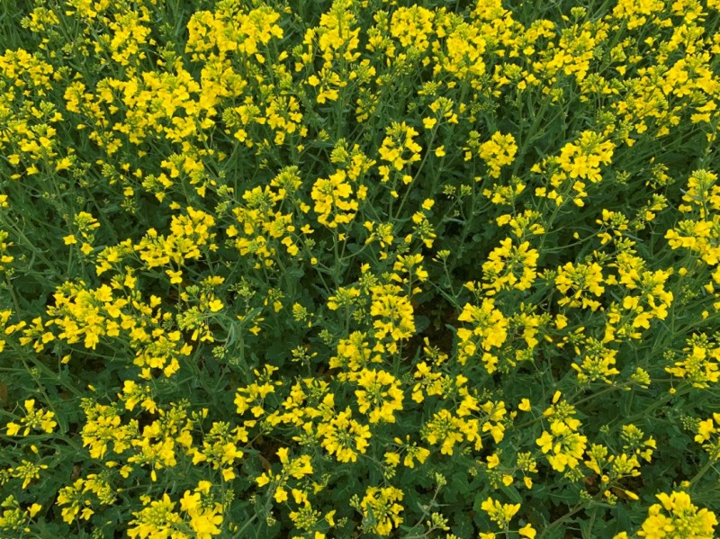 Winis Raps von oben.JPG