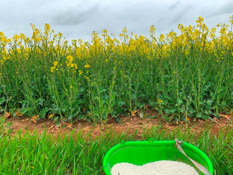 Winis Raps vom Feldrand.JPG