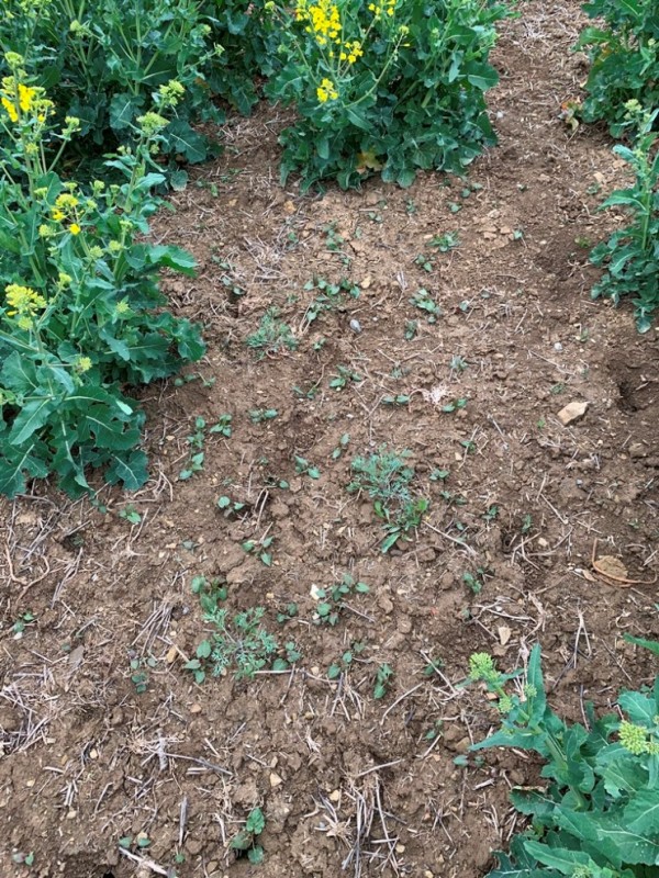 Grubber-Raps Unkraut.JPG