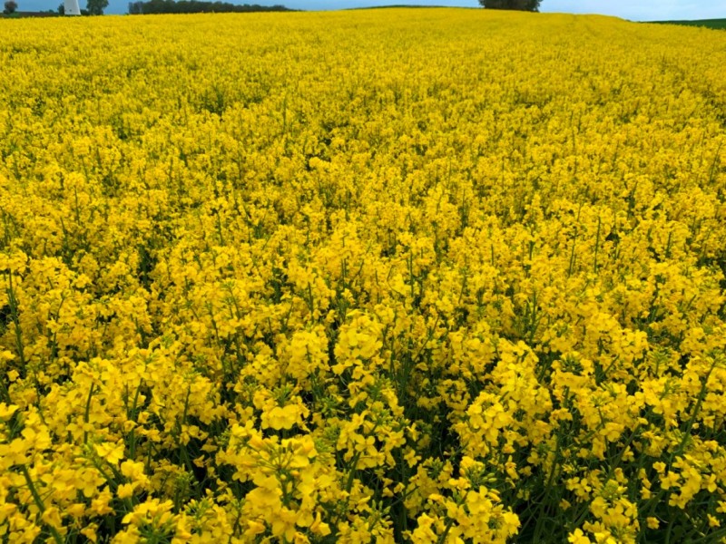 Pflugraps Wini Vollblüte.JPG