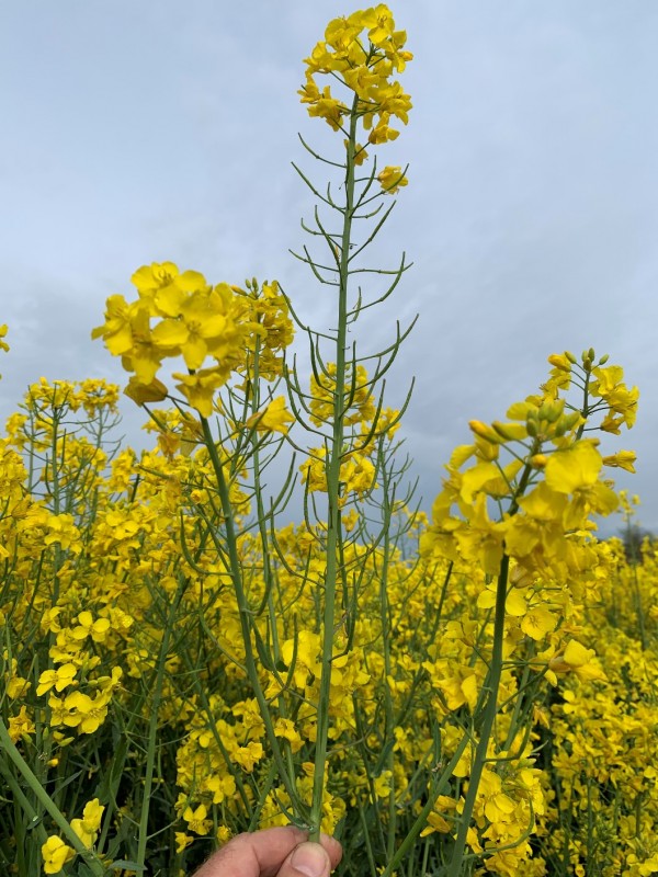 Linienraps Arabella Haupttrieb mit Schoten.JPG
