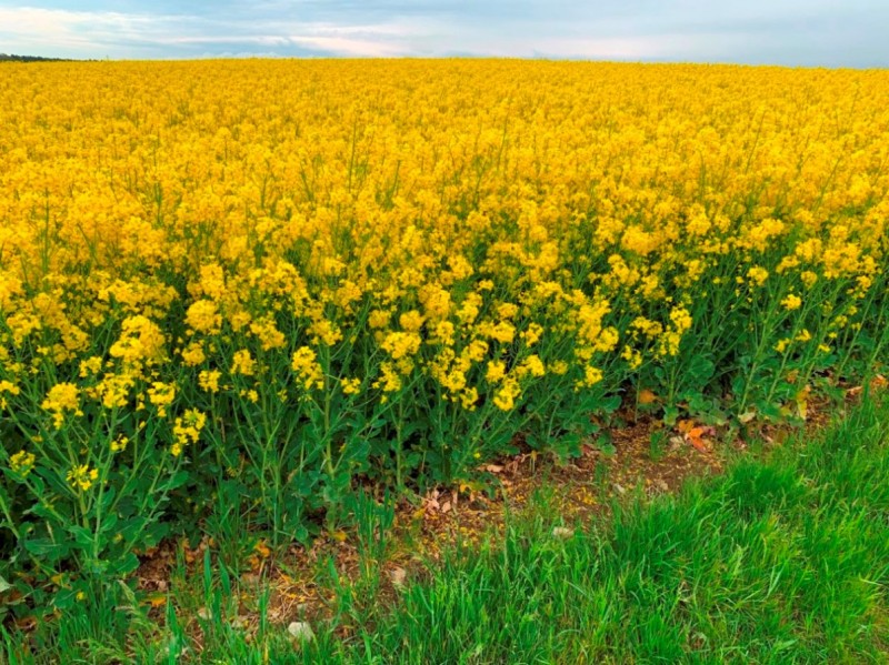 Winis Pflugraps auf 30er Muschelkalkböden.JPG