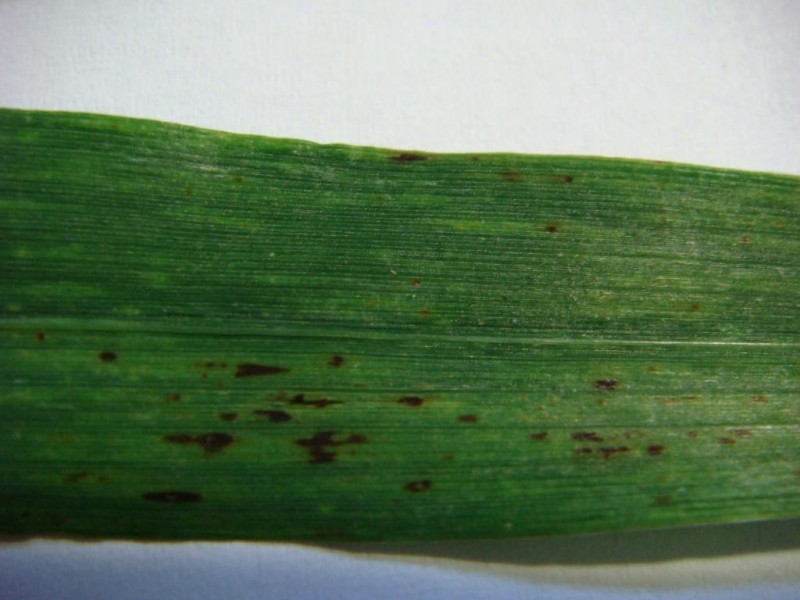 19.05.2021 Blattsprengelungen Wintergerste.JPG