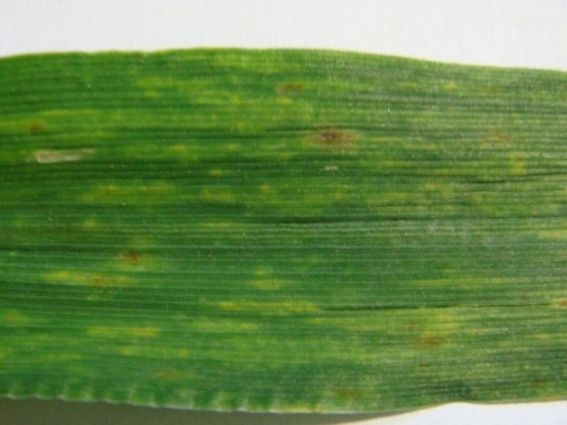 19.05.2021 Blattstreifen Wintergerste Highlight.JPG