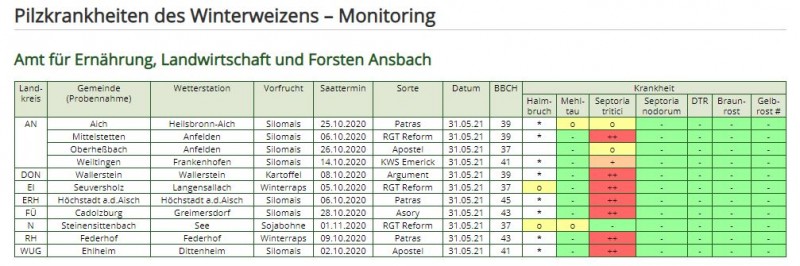 Weizen Pilzkrankheiten Ende Mai in 2021.JPG