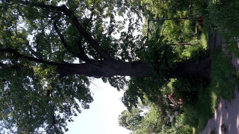 20210607_150144_Linde (Custom).jpg