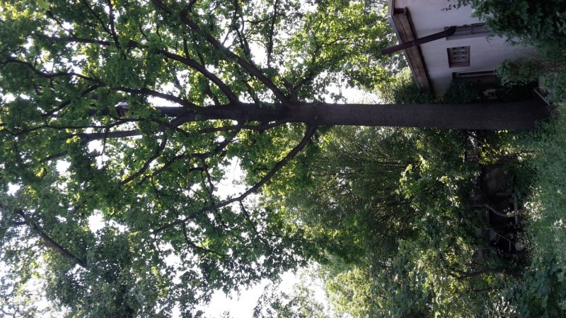 20210607_150227_Eiche (Custom).jpg