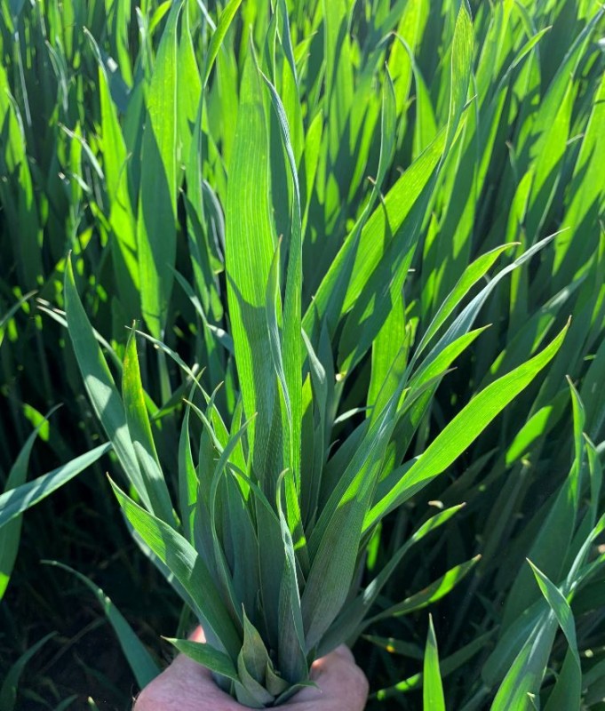 Elixer Anfang Juni 2021.JPG