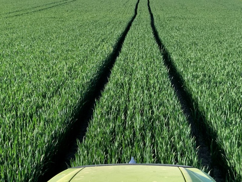 Elixer Anfang Juni 2021 alles im grünen Bereich.JPG