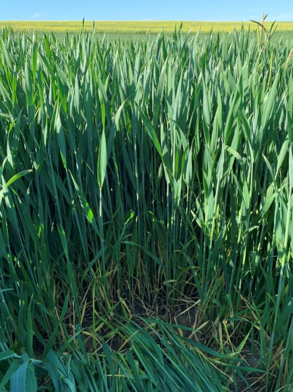 Elixer 22.10. gesät  Anfang Juni 2021.JPG