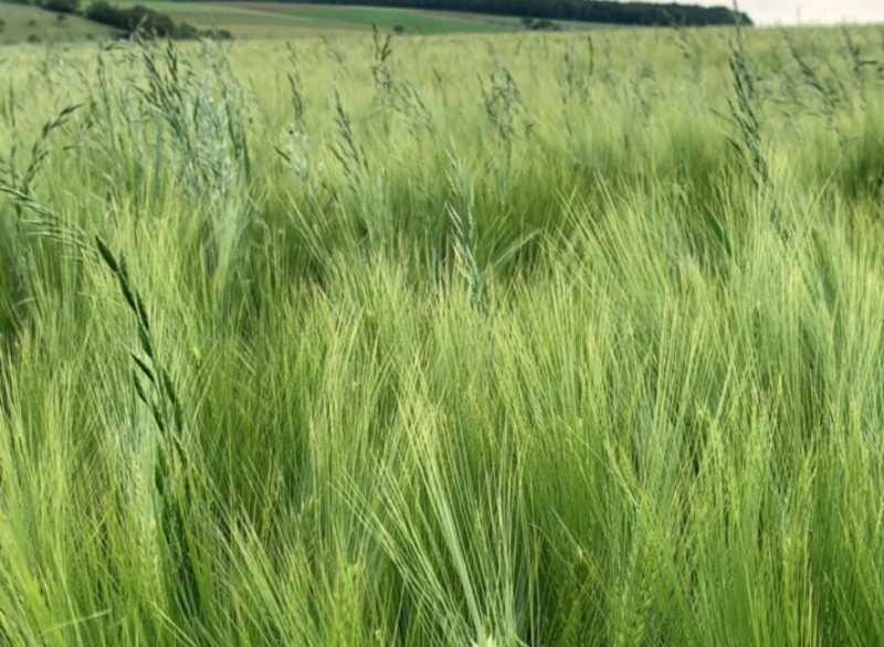 Trespe in Winis Wintergerste.JPG