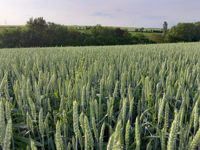 Klettenlabkraut 2.jpg