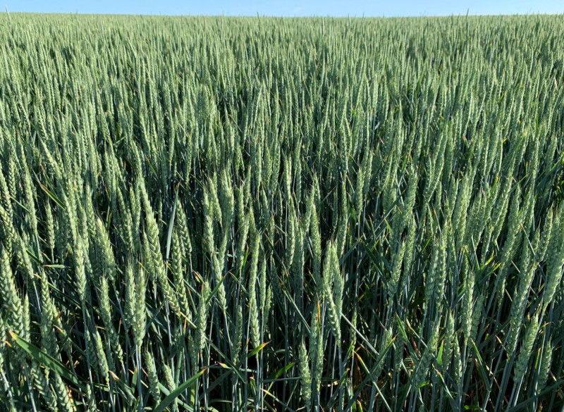 Elixer auf schwachem Feld.JPG