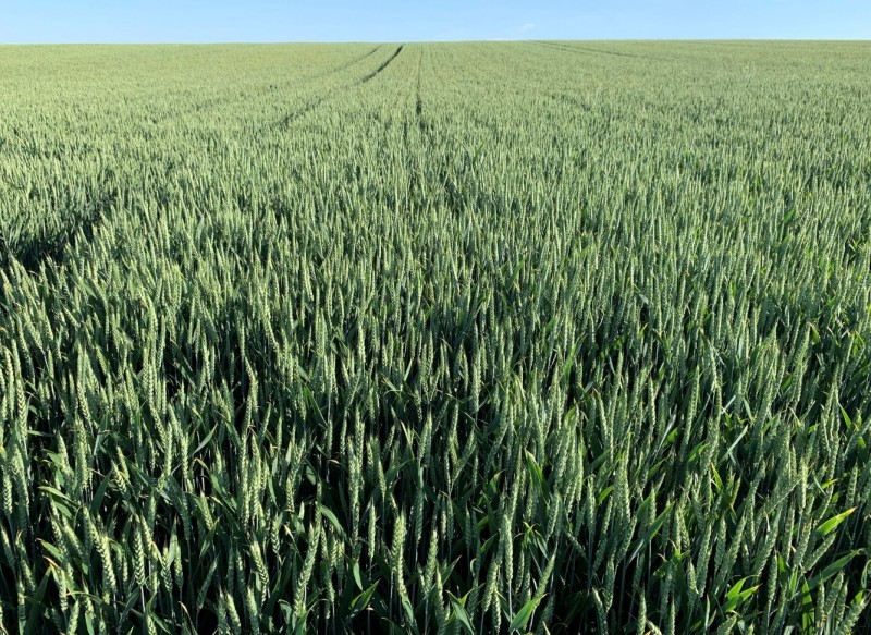 Elixer auf gutem Feld.JPG