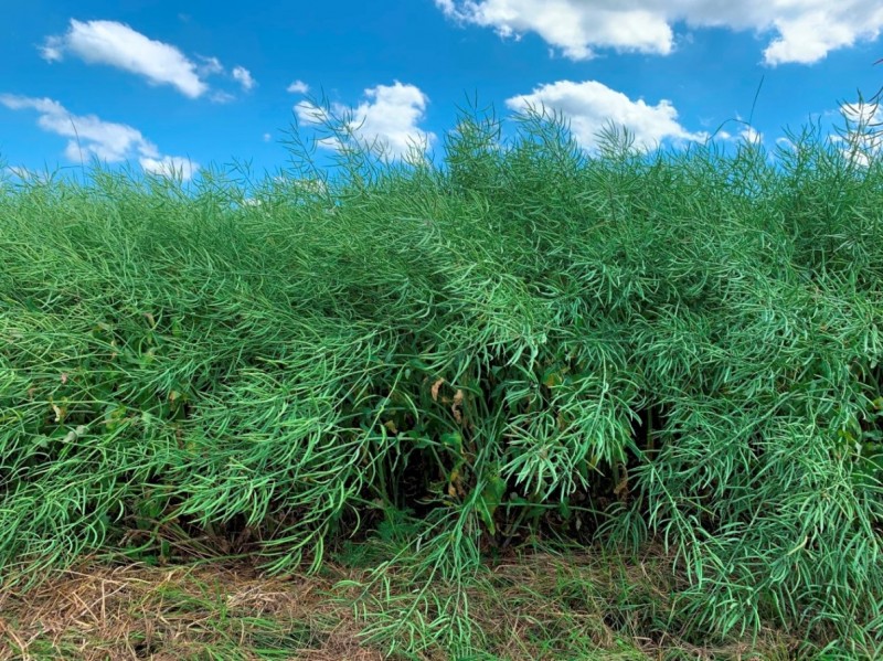 Linienraps Arabella 26Juni.JPG