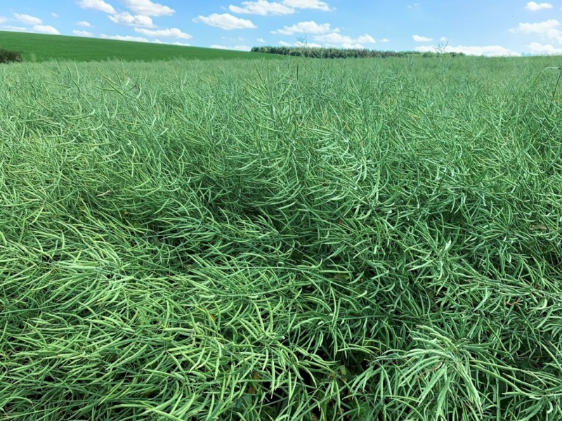 Pflugraps LG Arabella Winis Schotenpaket 26Juni.JPG