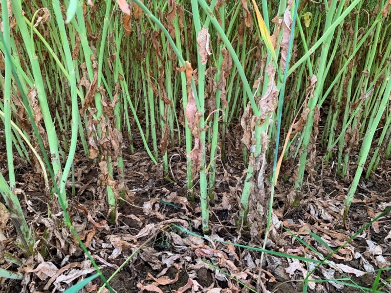 Linienraps Arabella.JPG