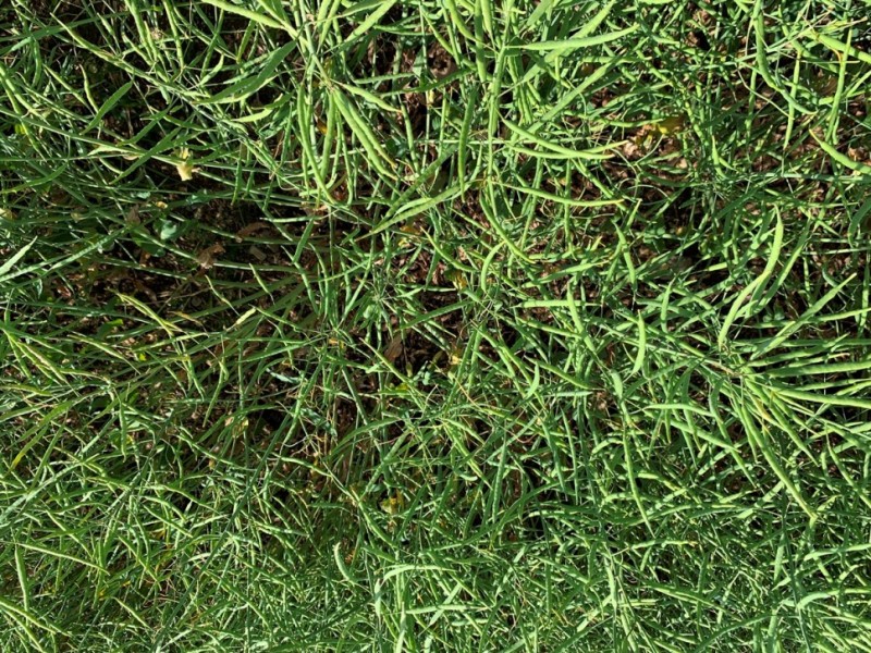 Schotenpaket Hybridraps.JPG