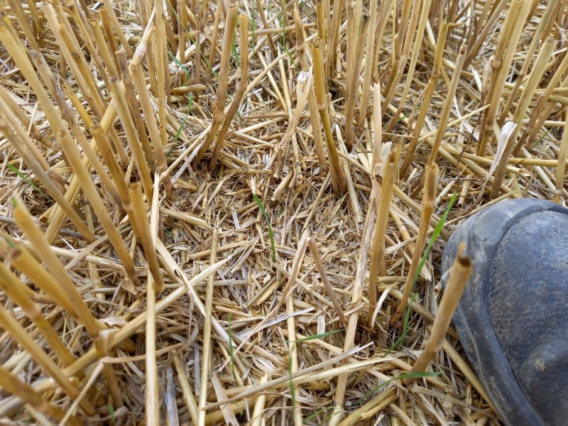 Bild Stoppel Frage Ackerfuchsschwanz.jpg