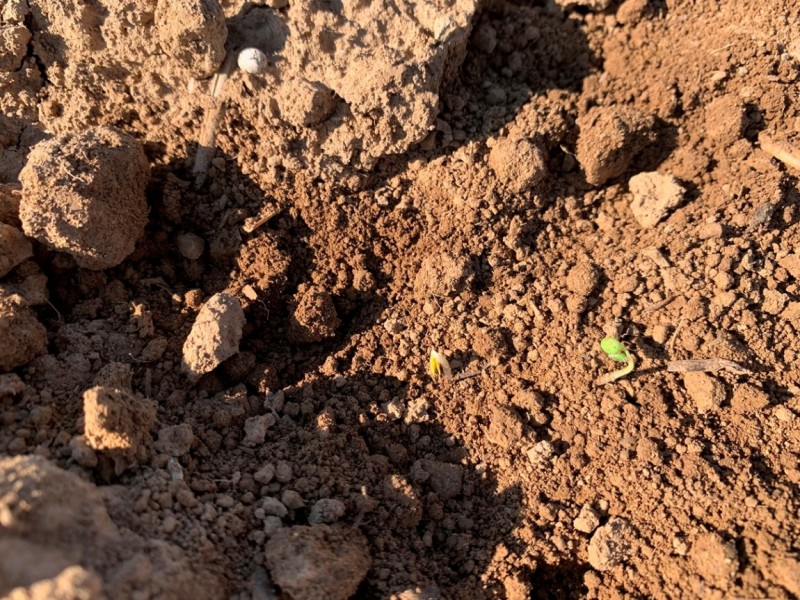 Wini Saatbett Erste Keimlinge WJ2021#2022.JPG