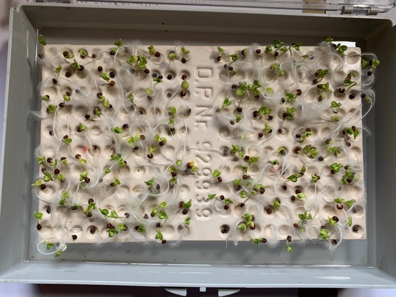 Winis Keimprobe Linienraps 2 Jahr alt.JPG