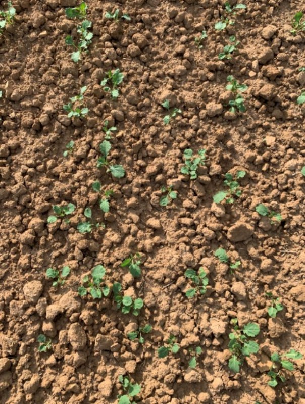 Winis Pflugraps Bild 2.2 10.9.2021.JPG