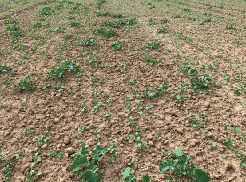 Winis Pflugraps mit Altraps  3.1 10.9.2021.JPG