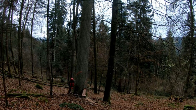 starkholz.JPG