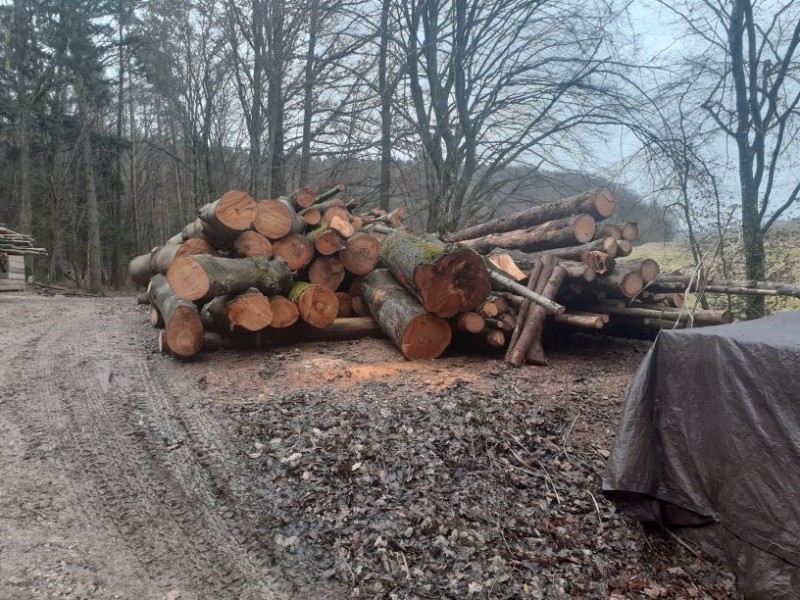 Holzsaison 2021-22 (8).jpg
