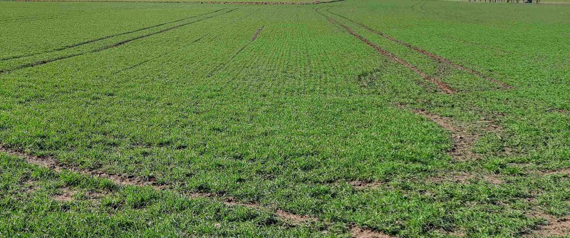 ww duengung 2022.jpg