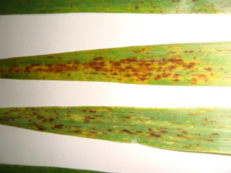 Wintergerste Esprit mit braunen Blattflecken (3).JPG