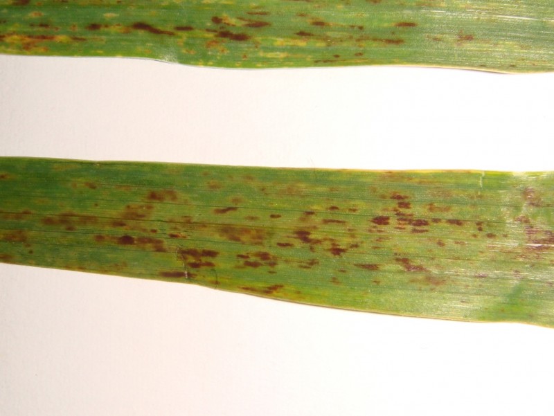 Wintergerste Esprit mit braunen Blattflecken (4).JPG