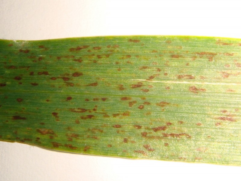 Wintergerste Esprit mit braunen Blattflecken (5).JPG