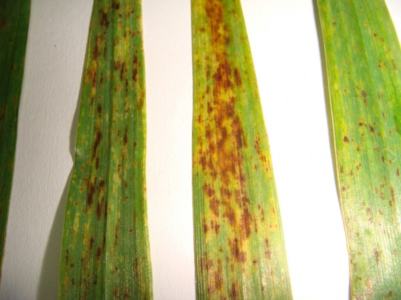 Wintergerste Esprit mit braunen Blattflecken (6).JPG