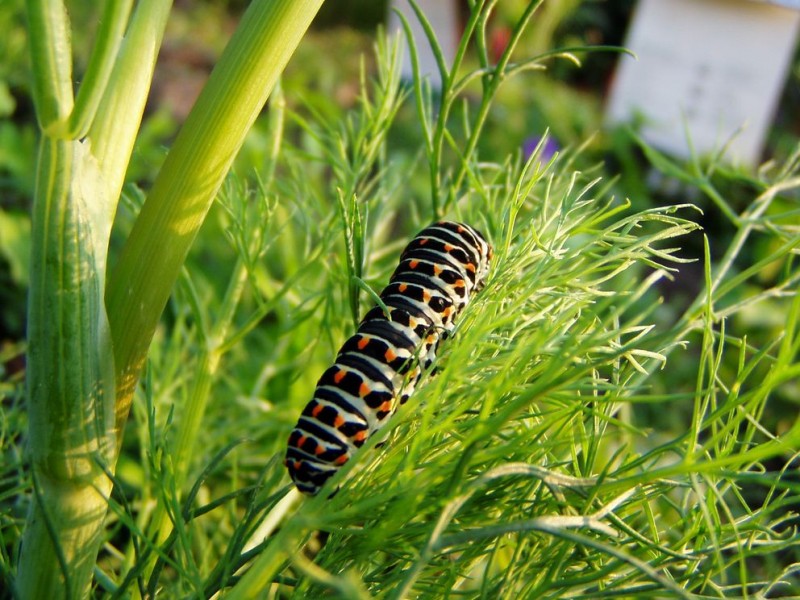 Raube Schwalbenschwanz (1).JPG