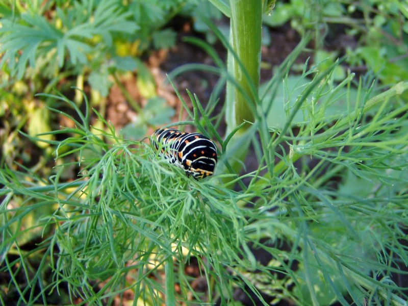 Raube Schwalbenschwanz (2).JPG