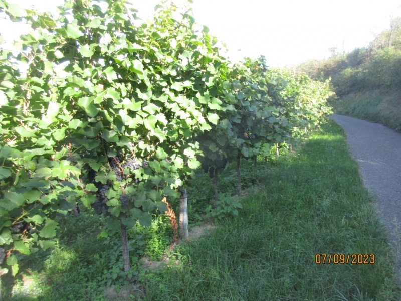 IMG_2604.JPG
