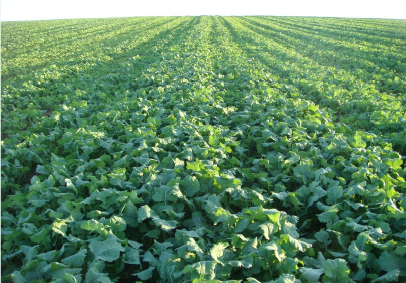 Winis Pflug-Raps am 24.9.23.JPG