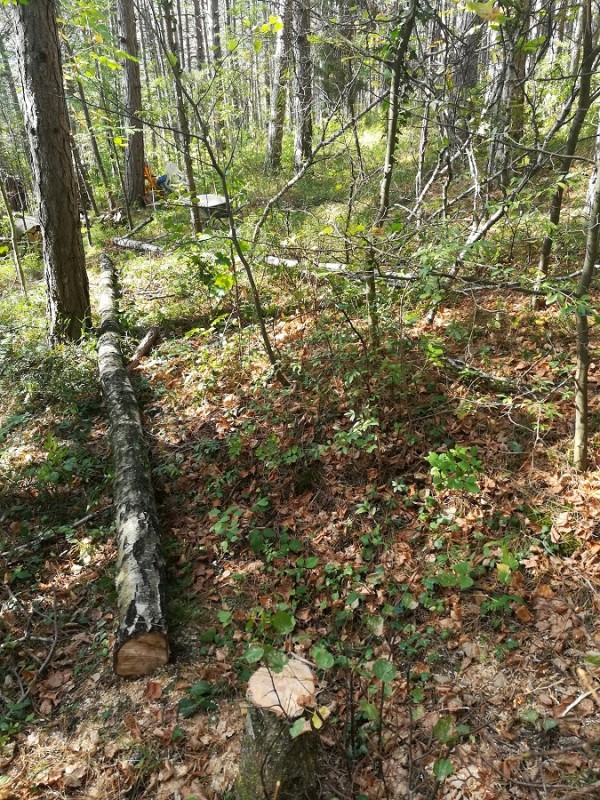 Fällung Totbirke- klein.jpg