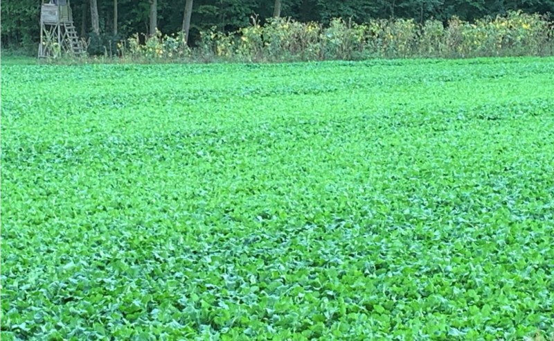 Pflug-Raps 29.9.23.JPG