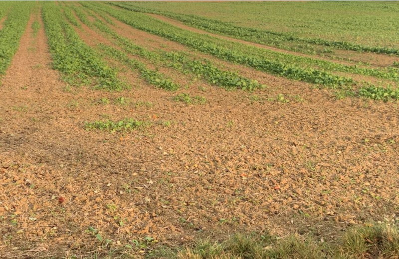 Grubber-Raps 29.9.23.JPG