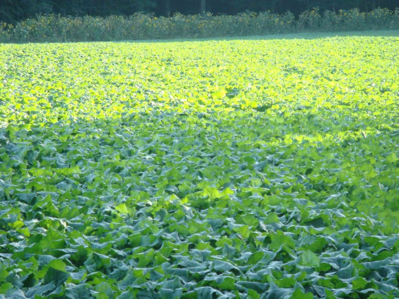 Winis Pflug-Raps.JPG