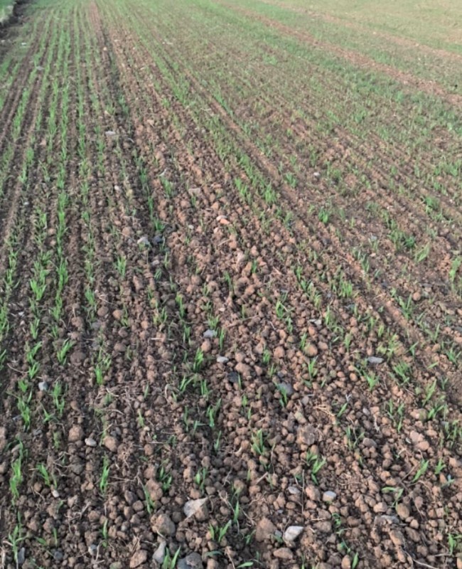 Wintergerste Highlight 1.10.23.JPG