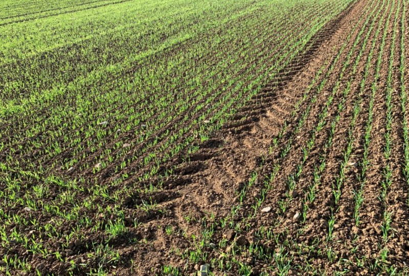 Wintergerste 1.10.2023 gesät mit Amazone Cataya Spezial.JPG