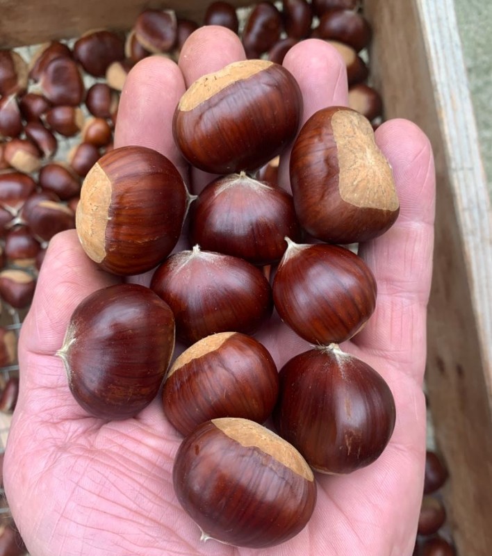 Maronen Esskastanie Sorte Maraval 2023.JPG