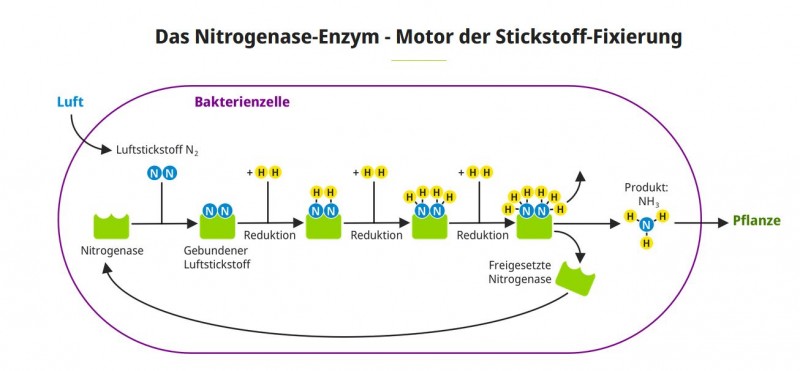 Nitrogenase-Enzym.JPG