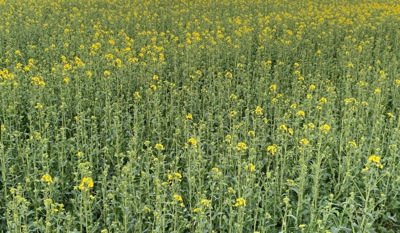 Raps Blühbeginn 6.4.2024.JPG